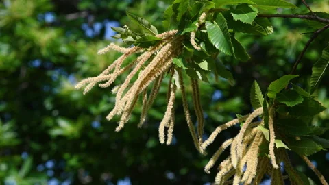 Close-up on the flowering branches of Chestnut during the summer season Stock Footage 197766587