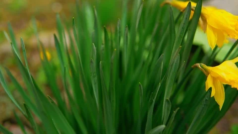 Close up flowering bush Stock Footage 90733742
