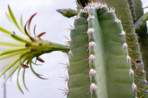 Close-up of a flowering cactus stem. Stock Photos