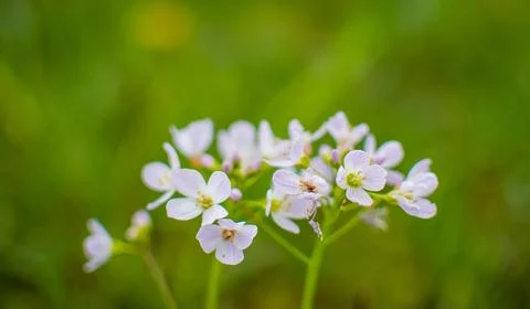 Close-up of a flowering Cardámine amára Stock Photos