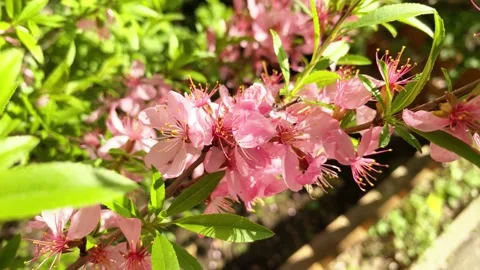 Close up of flowering cherry tree branch, sacura Stock Footage 196050676