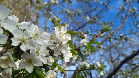 Close-Up Flowering Cherry Tree Branch Stock Footage 275584760