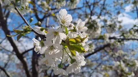 Close-Up Flowering Cherry Tree Branch In The Garden Stock Footage 306847124
