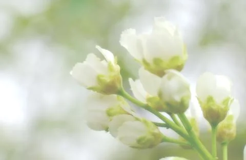 Close-up of a flowering cherry tree with white flowers. Blurred background .. Stock Photos
