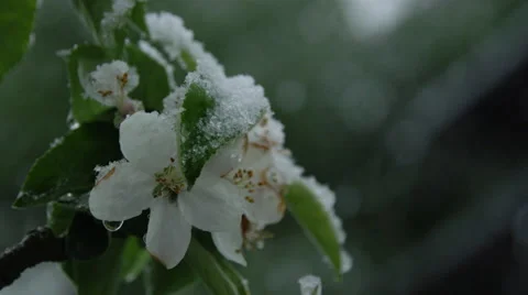 CLOSE UP: Flowering cherry twig covered with snow in extreme clod wave in spring Vídeos de archivo 68594087