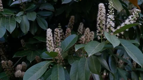Close-up of a flowering chestnut tree in evening light in summer Stock Footage 277940162