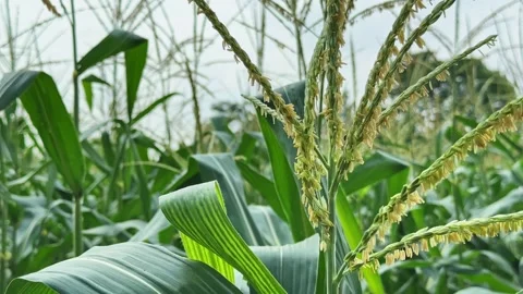 Close Up of Flowering Corn Tassel in a Maize Field Under Natural Daylight Stock Footage 340973564