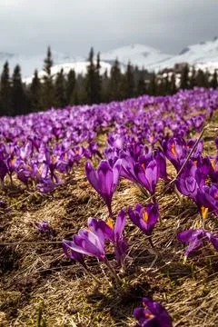 Close up flowering crocus meadow in springtime concept photo Stock Photos