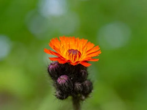 Close up of a flowering devils paintbrush Stock Photos