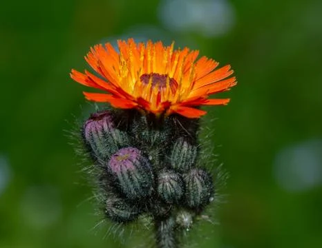 Close up of a flowering devils paintbrush Stock Photos