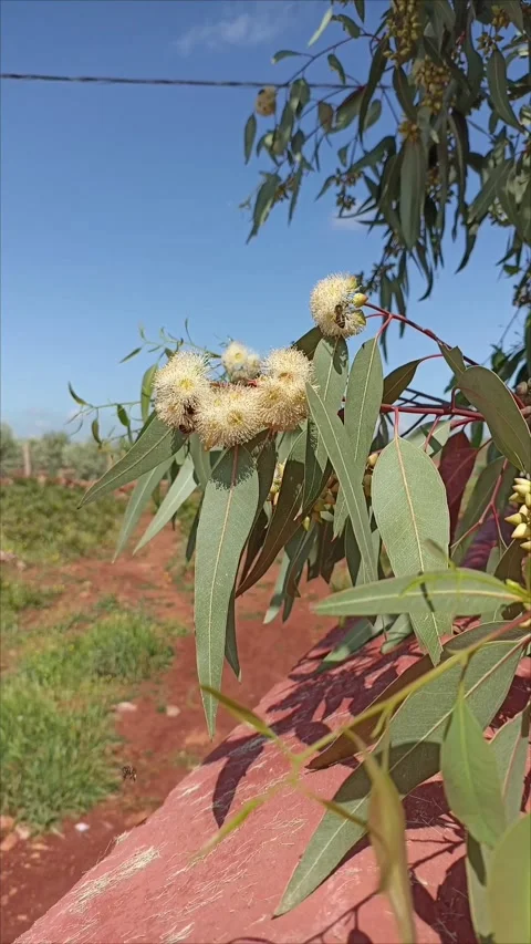 Close-up of Flowering Eucalyptus Tree in Nature. Stock-Footage 333794969