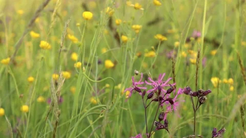 Close-up of flowering  flos-cuculi or Ragged robin flower Stock Footage 167215525