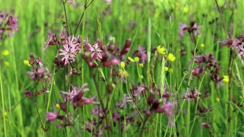 Close-up of flowering  flos-cuculi or Ragged robin flower Video stock 167215623