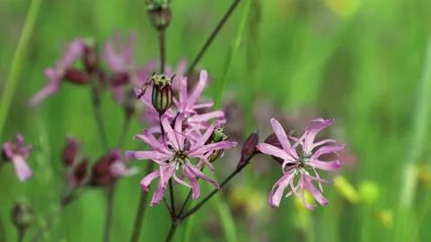 Close-up of flowering  flos-cuculi or Ragged robin flower Stock Footage 167254835