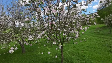 Close-up of a flowering fruit tree Stock Footage 273144640