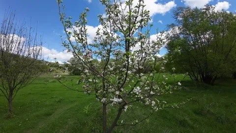 Close-up of a flowering fruit tree Stockbeeldmateriaal 273144822