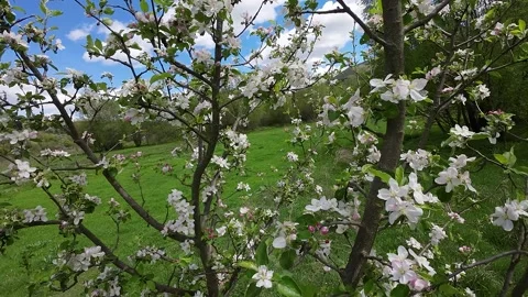 Close-up of a flowering fruit tree Stock Footage 273144824