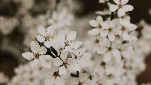 Close-up of flowering fruit trees, apple trees, cherry plums, plums. Spring blos Stock Footage 278315530