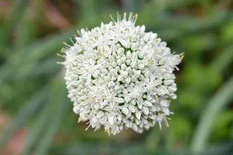 Close up on flowering garlic Stock Photos