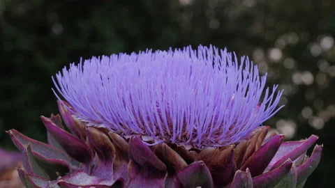 Close up of a flowering globe artichoke Stock Footage 137614095