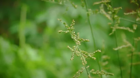 Close up flowering grass seed head negative space soft green bokeh Video stock 335130868