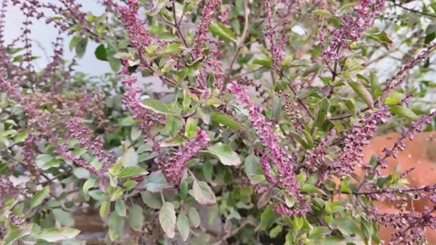 Close-up of flowering Holy Basil or Tulsi plant with purple blossoms Видео 326290403