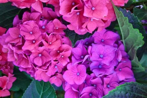 Close-up of flowering hydrangea branches in the garden in the spring. Hydrang Foto stock