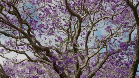 Close up of a flowering jacaranda tree at grafton Stock Footage 169779108