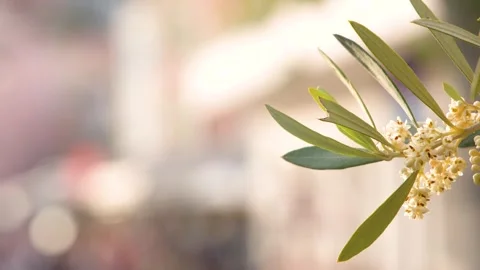 Close Up of Flowering Olive Tree Branch in Mediterranean Sunlight Stock Footage 338424860