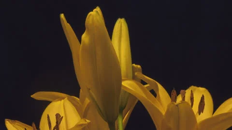 Close Up of Flowering opening Stockbeeldmateriaal 23288779