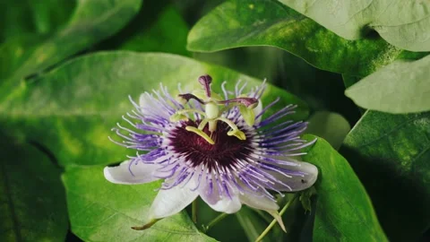 Close up of a flowering Passiflora Caerulea Purple Haze 스톡 동영상 221440973
