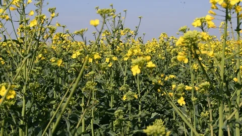 Close up of a flowering rapeseed field Stock Footage 106822873