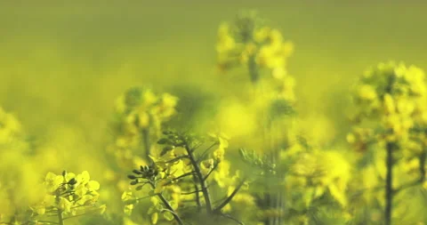 Close up of flowering rapeseed plants Stockbeeldmateriaal 189318450