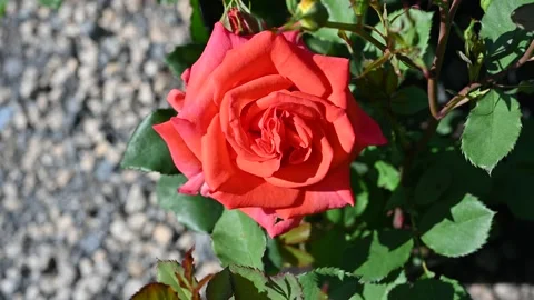 Close Up of Flowering Rosa. Stock Footage 195014523