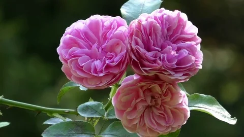 Close up: Flowering roses moving in the wind. Beautiful red roses in a garden Video stock 79495853