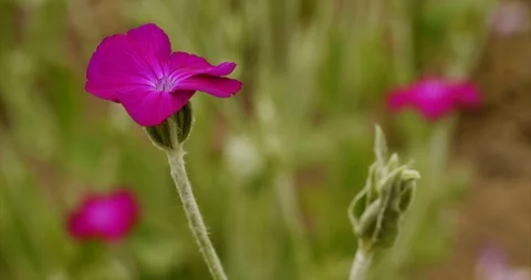 Close-up Flowering Silene Coronaria Stock Footage 112743964