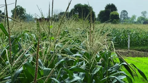 Close up of flowering sweet corn plants in agricultural field Stock Footage 340976275