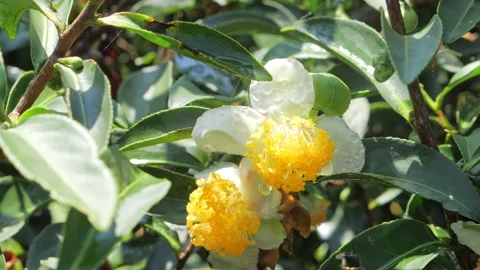 Close up of flowering tea. white tea flower of tea leaves. Stock-Footage 154013961