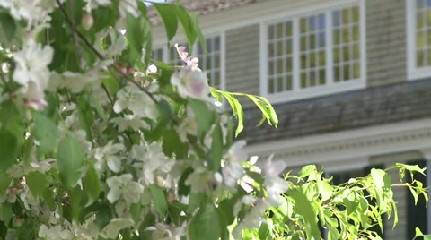 Close-up of flowering tree (1 of 2) Stock Footage 32031668