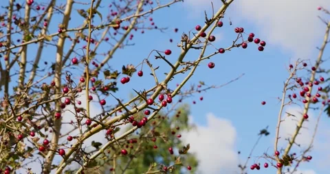 Close Up of Flowering Tree Branches with Vibrant Autumn Colors Stock Footage 293949561