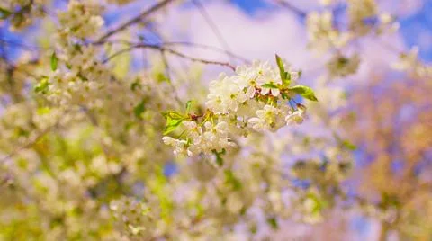 Close up of flowering tree branches in windy weather in springtime. Portrait  Stock Photos
