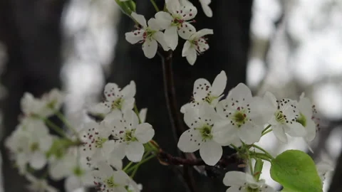 Close Up of Flowering Tree Video stock 200610261