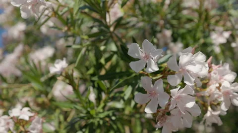Close up of a flowering tree Stock Footage 219948718