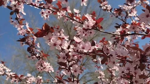Close up of a flowering tree with pink blossoms under a blue sky Stock Footage 272227416