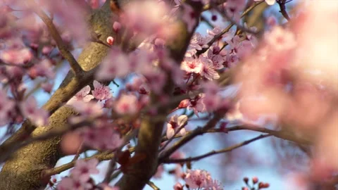 Close up flowering tree in spring. Stock Footage 153838988