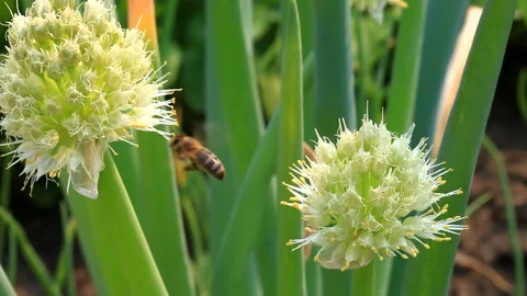 Close-up of  the flowering Welsh onion in a kitchen garden Stock Footage 88215830