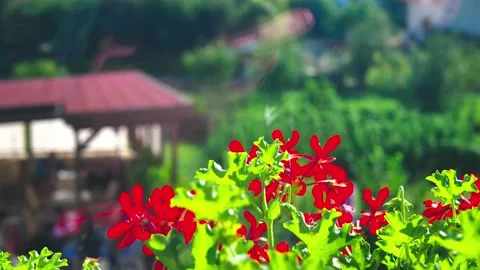 Close up of flowerpot with flowers Stock Footage 144048736