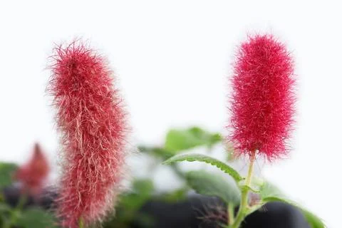 Close-up of Flowers, Acalypha Hispida with green leafs on selected focus.  Stock Photos