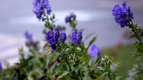 Close-Up of flowers after rain Stock Footage 58118959