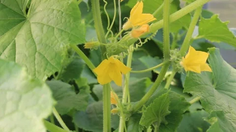 Close-up flowers and leaves of the vegetable cucumber Stock-Footage 201890664